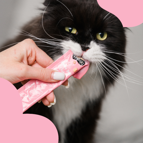 mavsy cat