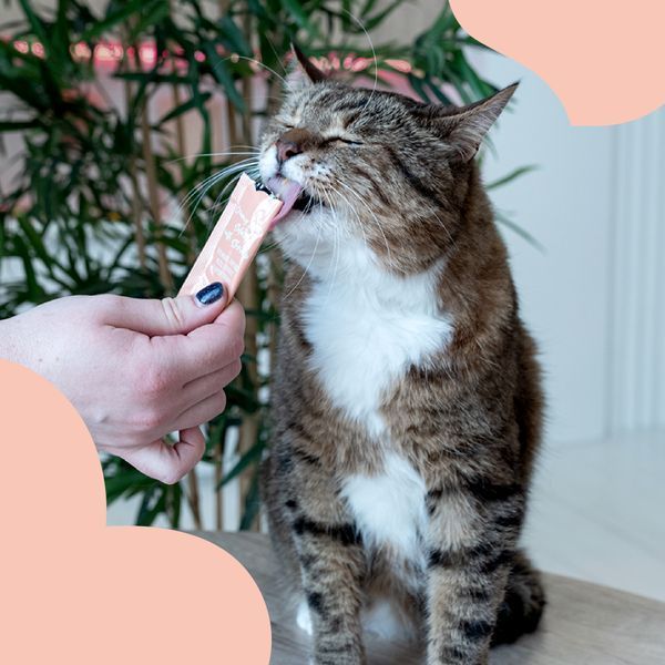 mavsy cat