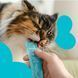 mavsy cat